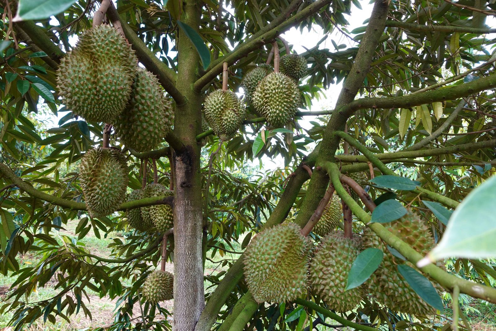 Hệ thống tưới cho sầu riêng